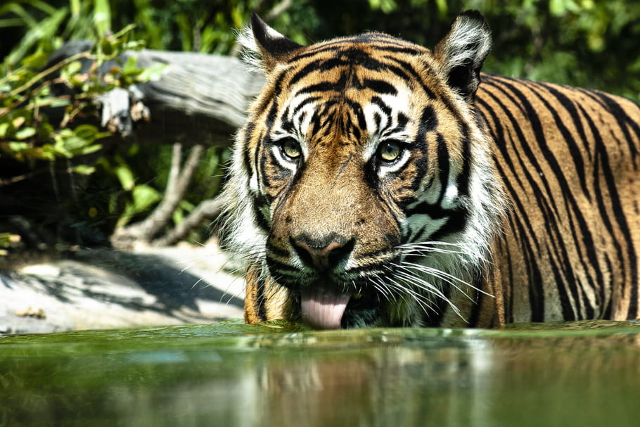 Zoo de La Flèche : les tigres en vision sous-marine