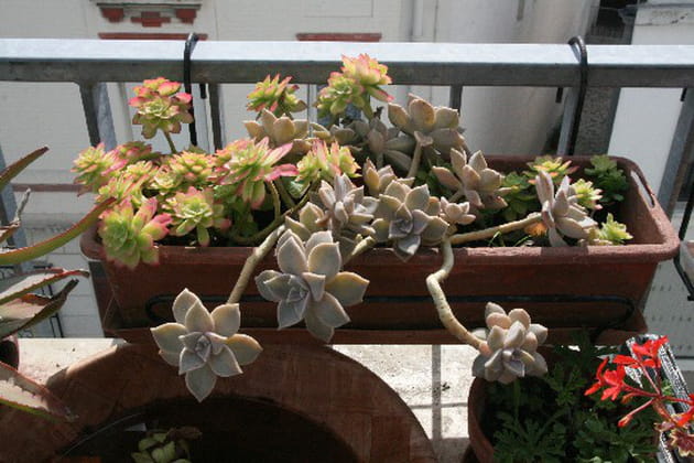 Une jardinière de plantes succulentes