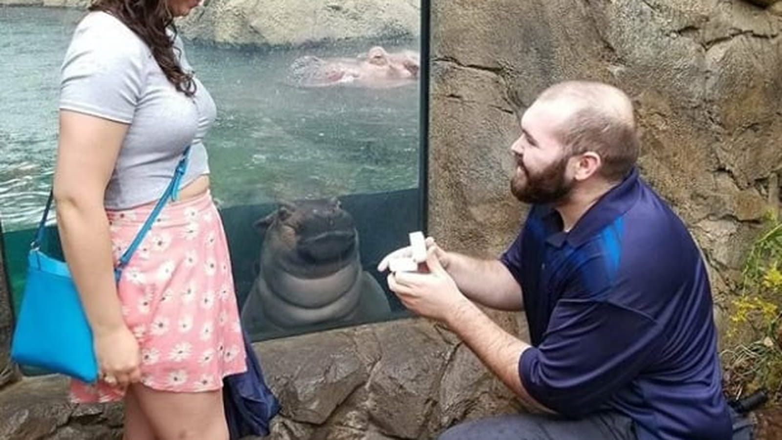Fiona l'hippopotame 
