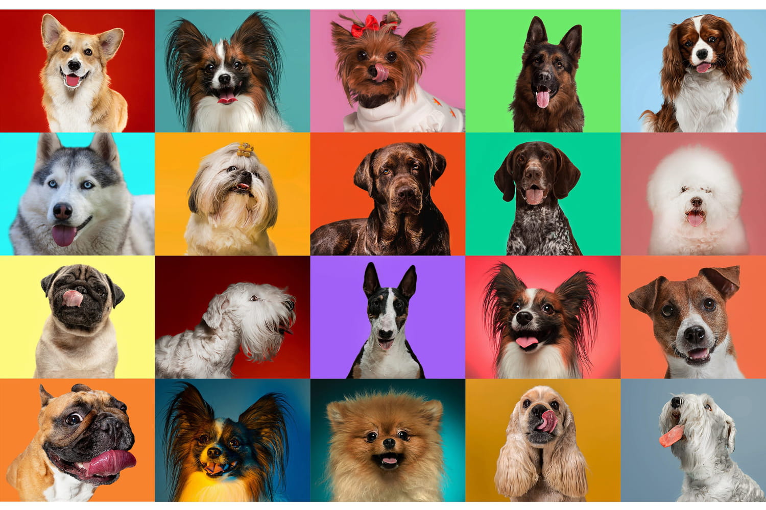 here is the least intelligent dog, according to a study that ranked all breeds here is the least intelligent dog, according to a study that ranked all breeds