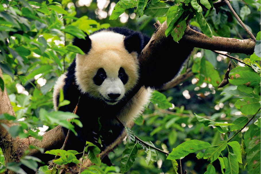 "Espèce d'Ours !", l'expo à ne pas manquer