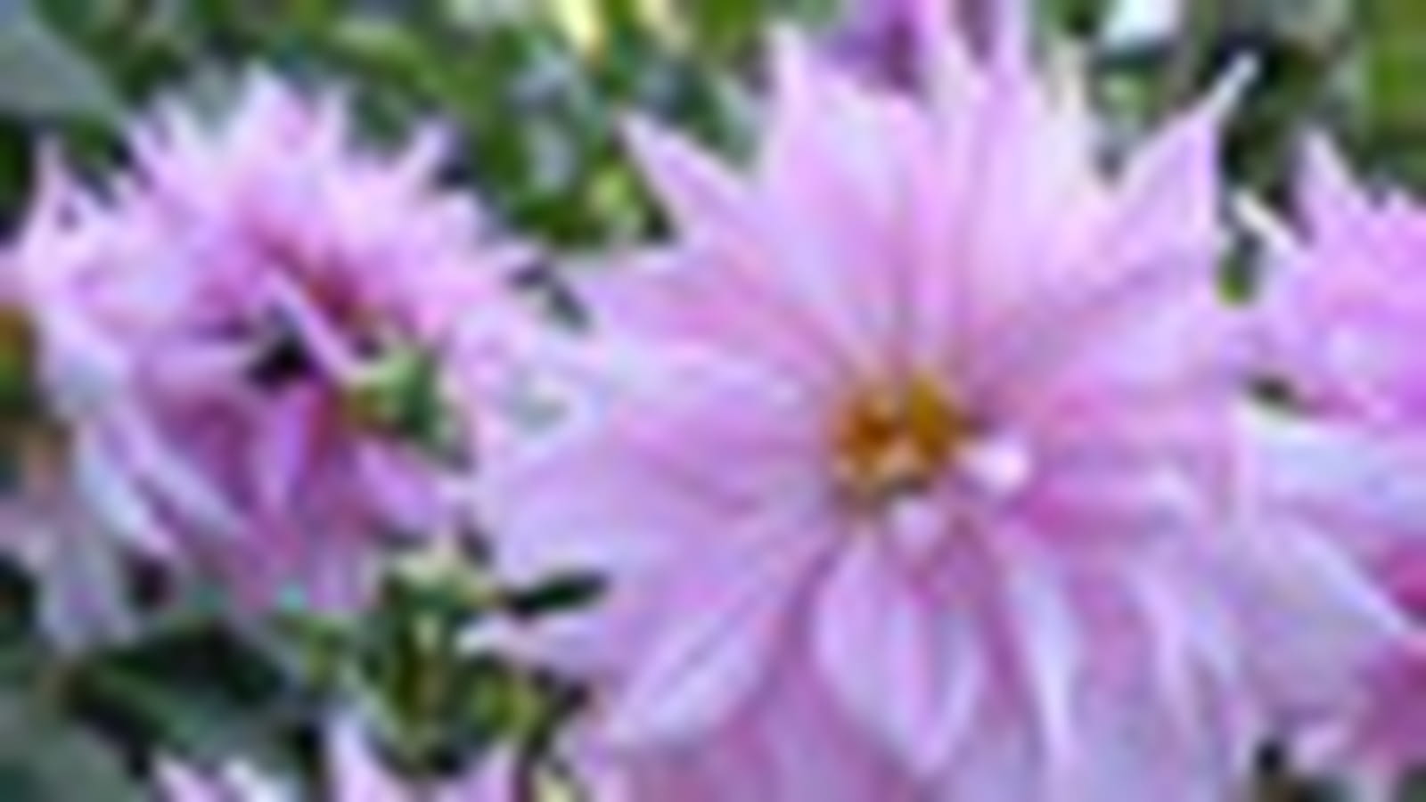 Dahlias 'Pearl of Heemstede'