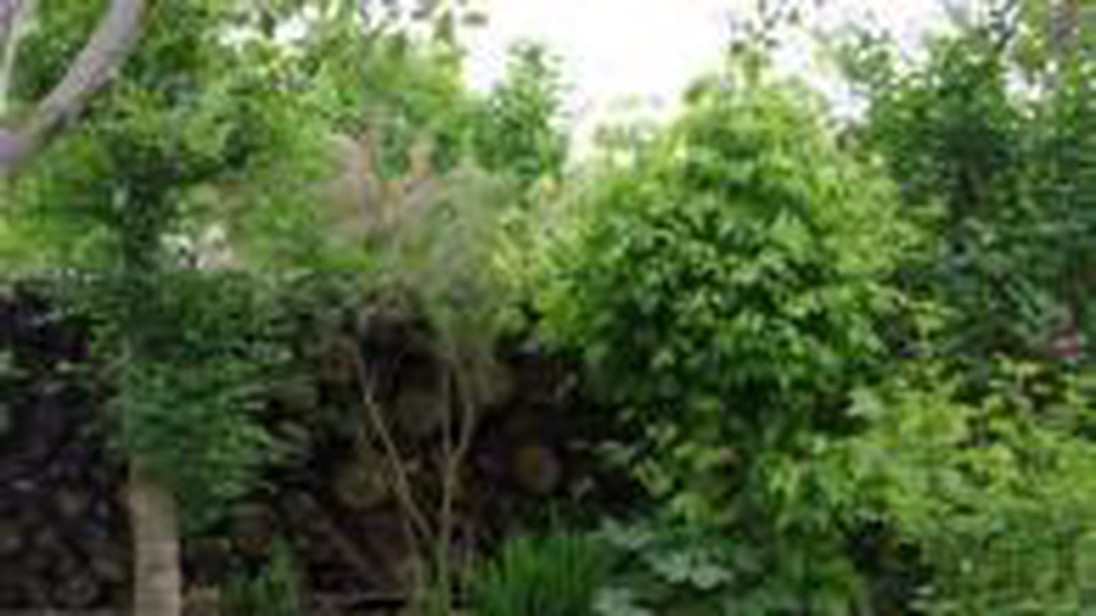 Tas de bois