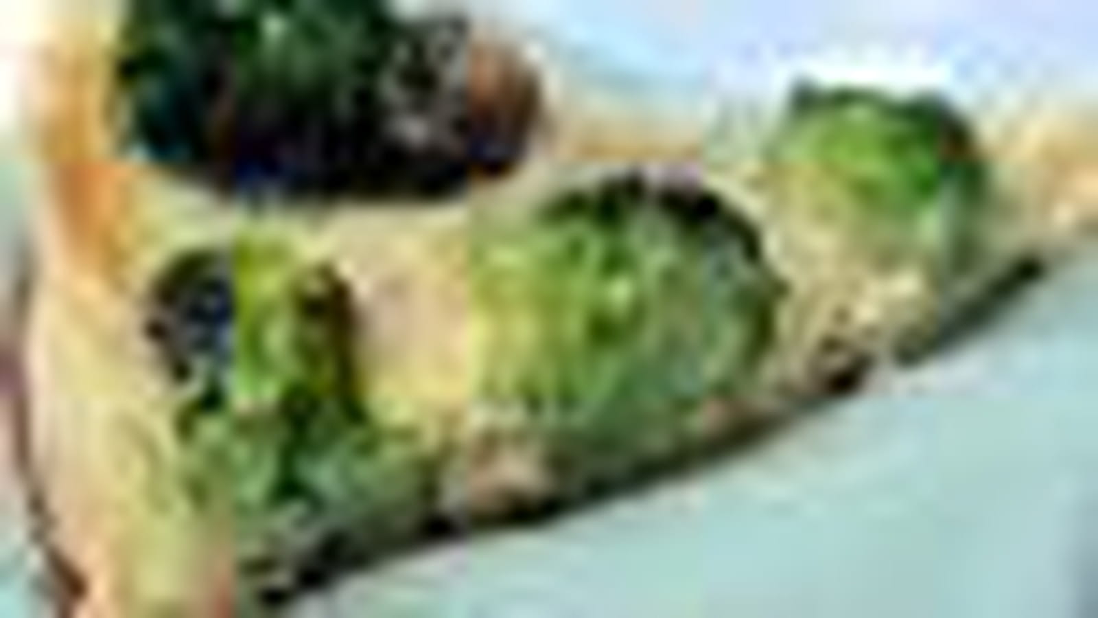 Brocoli