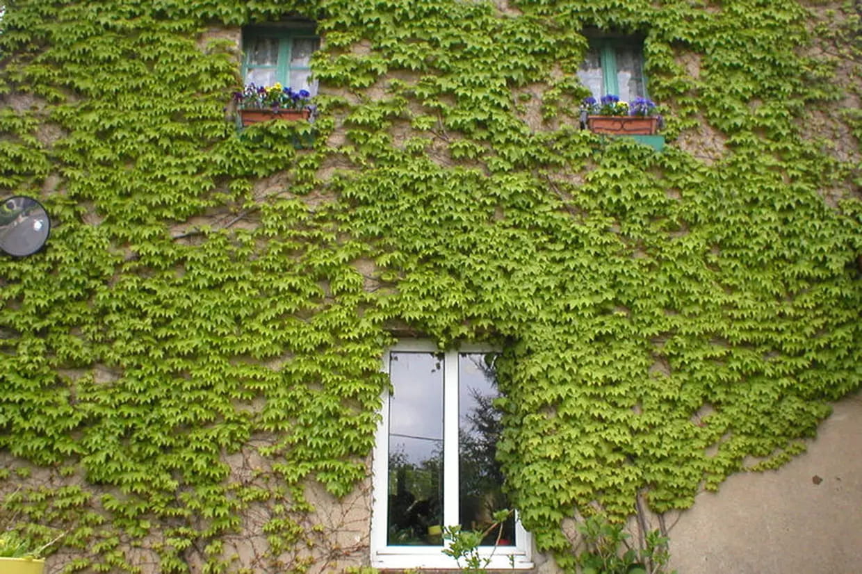 Une vigne vierge comme un visage