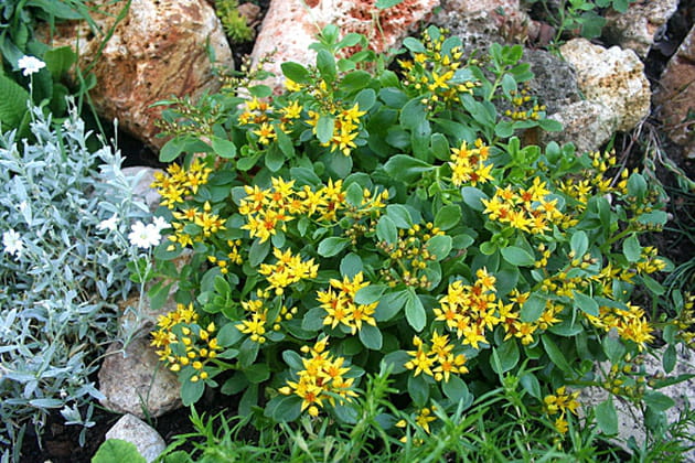 Petites étoiles entre les pierres
