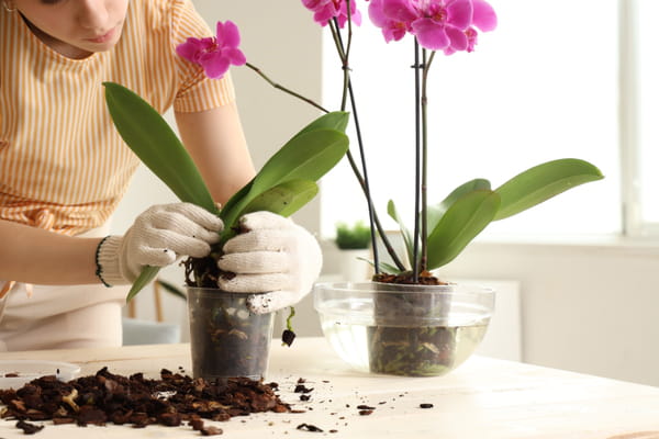 rempoter-orchidee