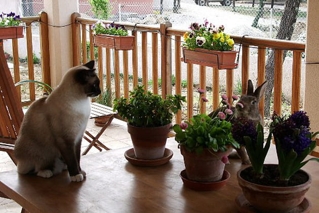 Des complices de tous les instants