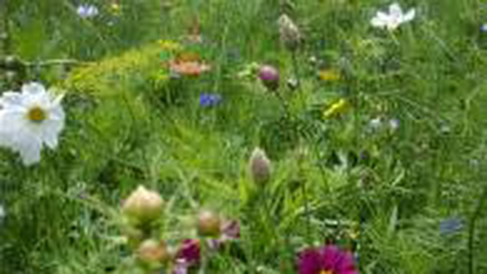 Prairie fleurie