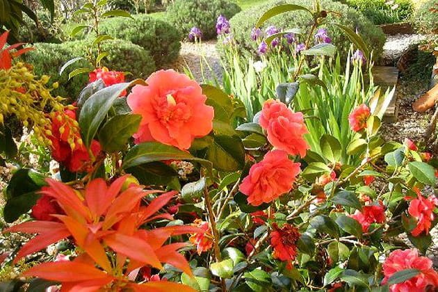 Au bonheur des camélias