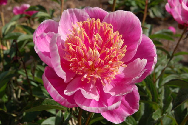 Pivoine, vedette des jardins au printemps