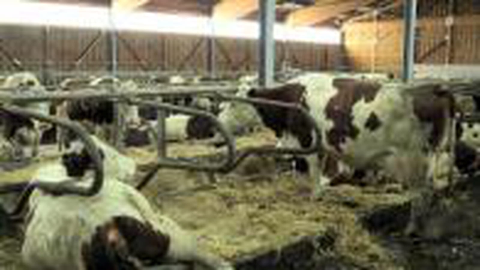 Production de lait