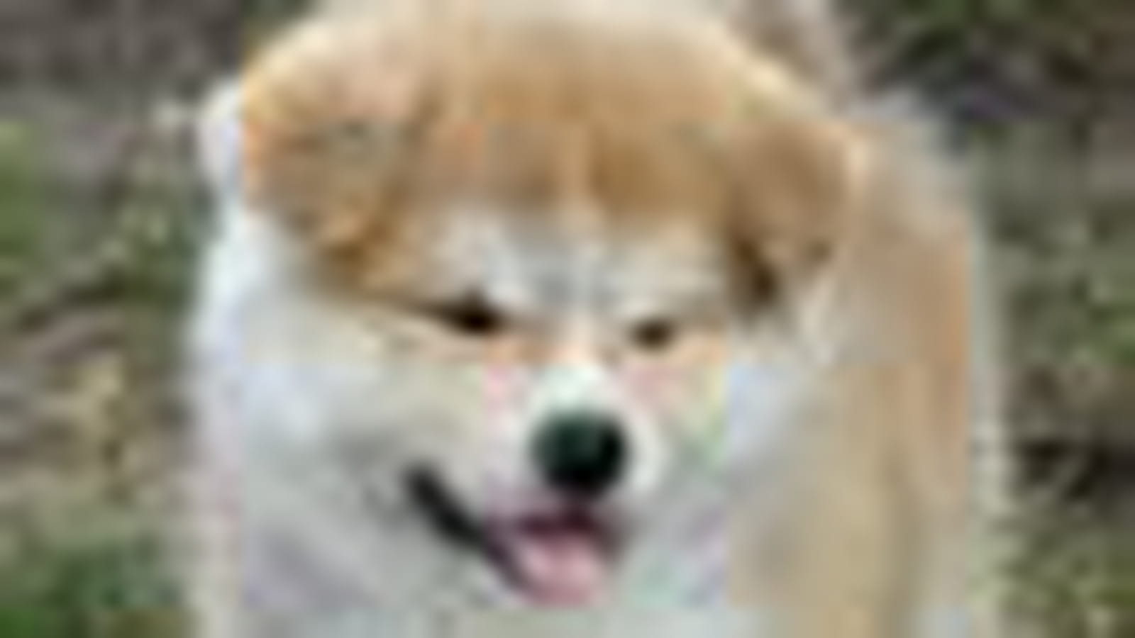 L'Akita Inu