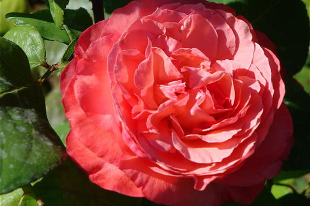 La c&eacute;l&egrave;bre panth&egrave;re rose