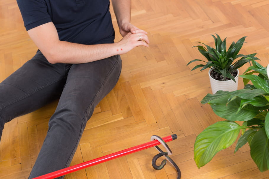 Morsure de serpent : symptômes, que faire ?