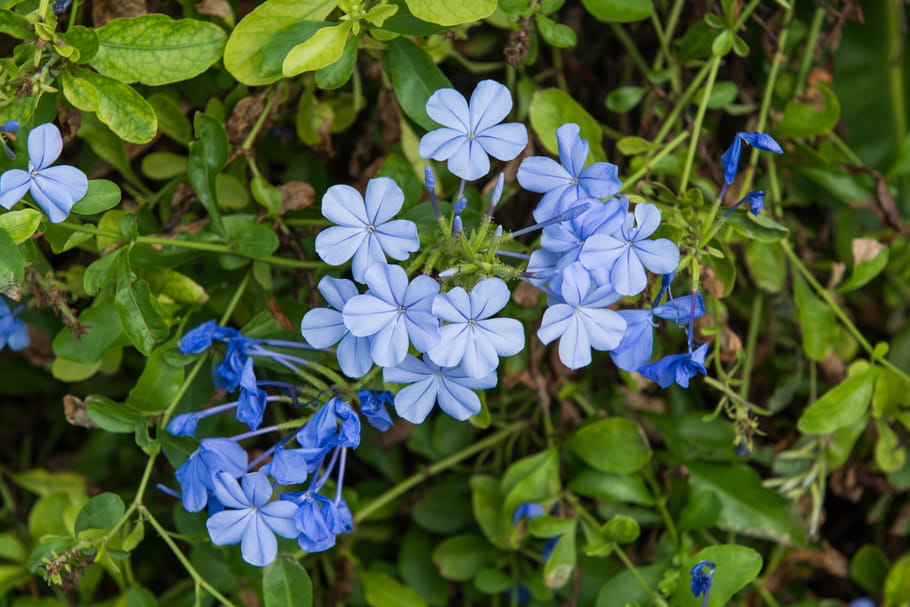 Plumbago du Cap