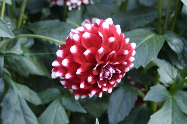 Le dahlia 'Checkers'