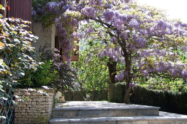 Une glycine panachée