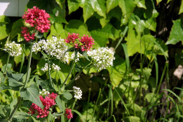 Duo de val&eacute;rianes