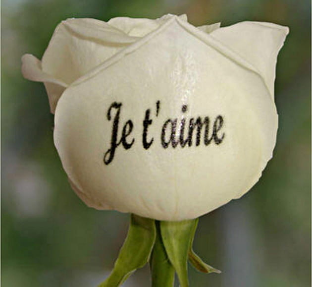 Votre déclaration d'amour écrite... sur une rose