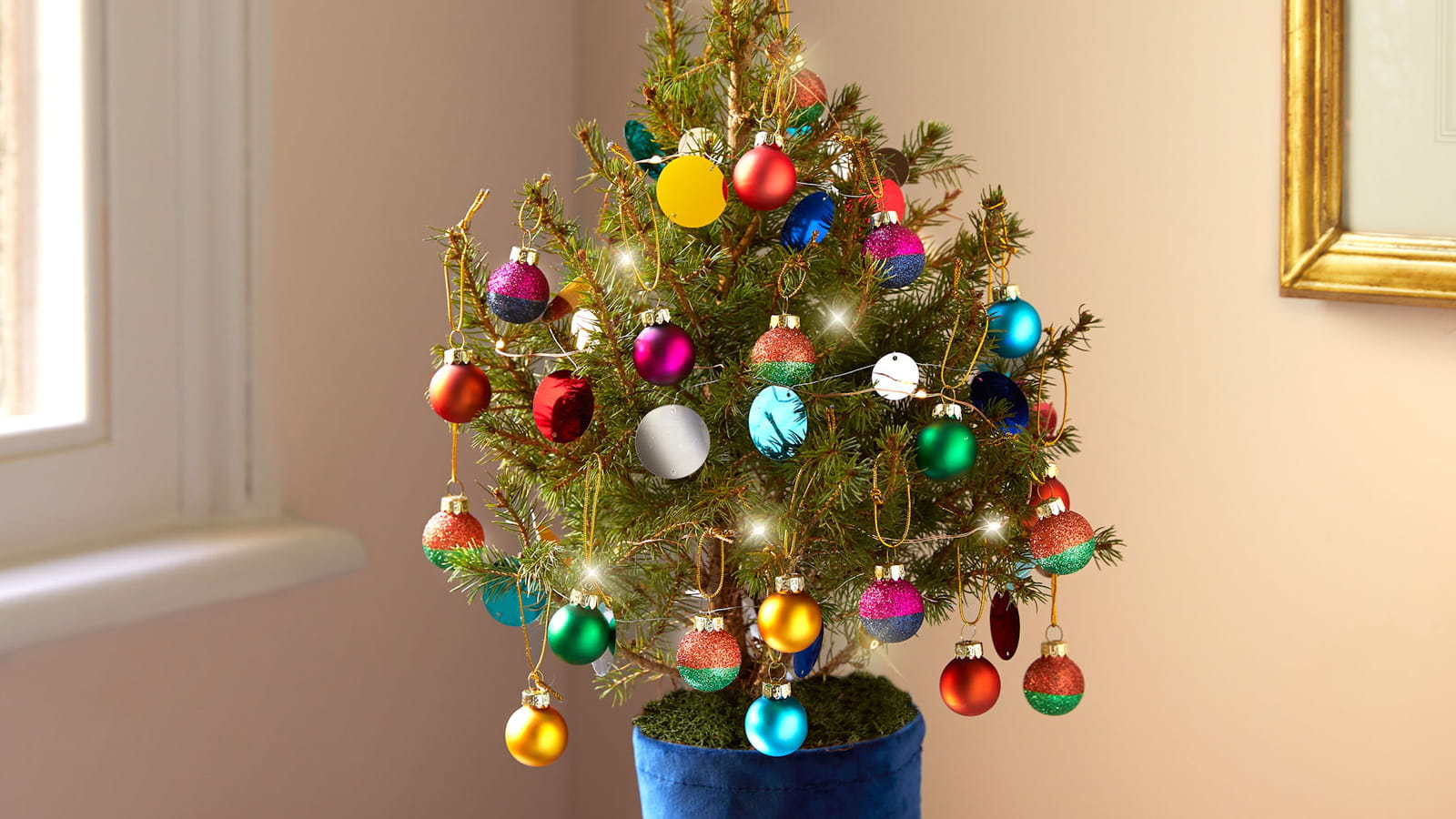 Mini sapin en pot