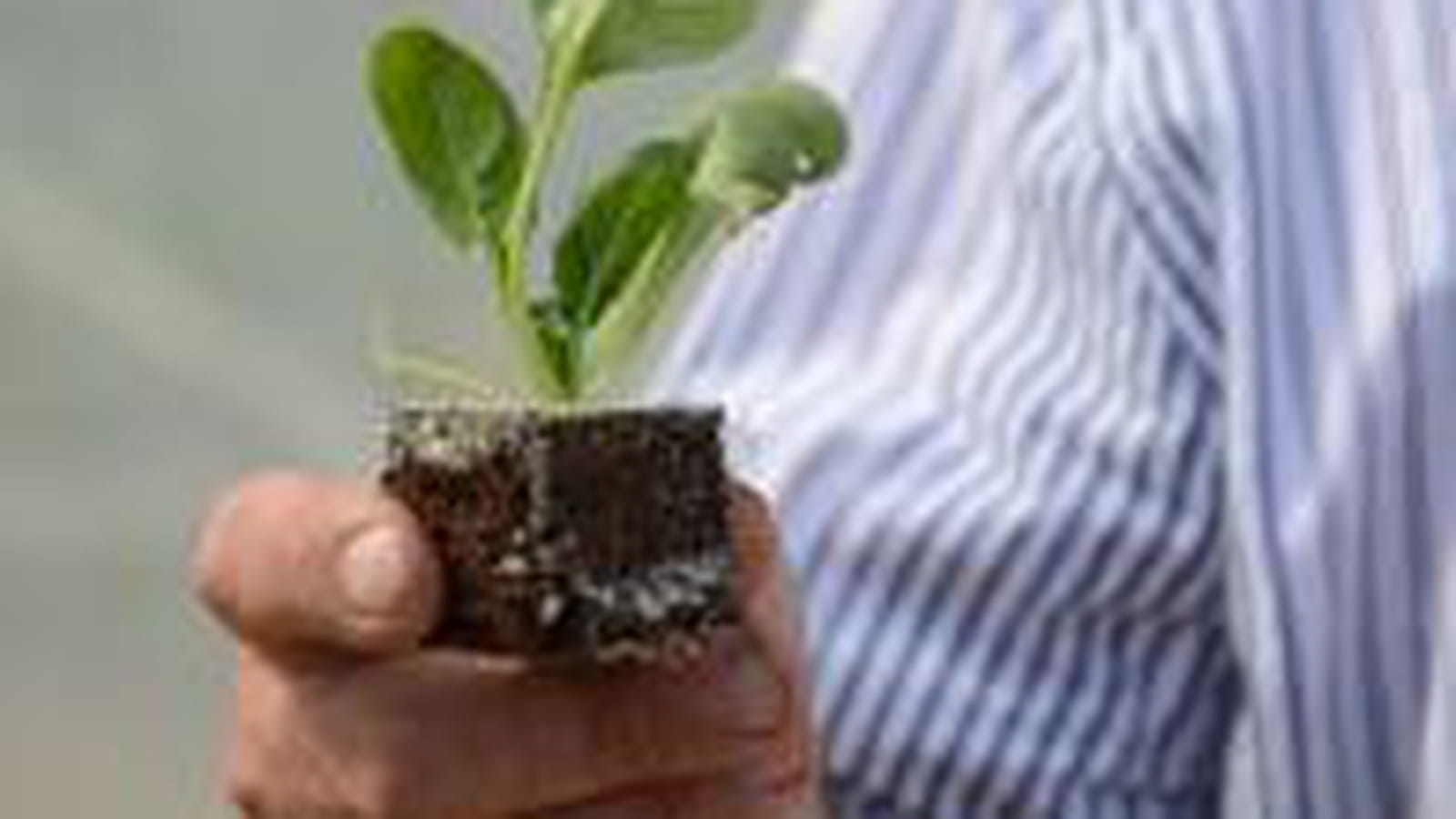 Plants