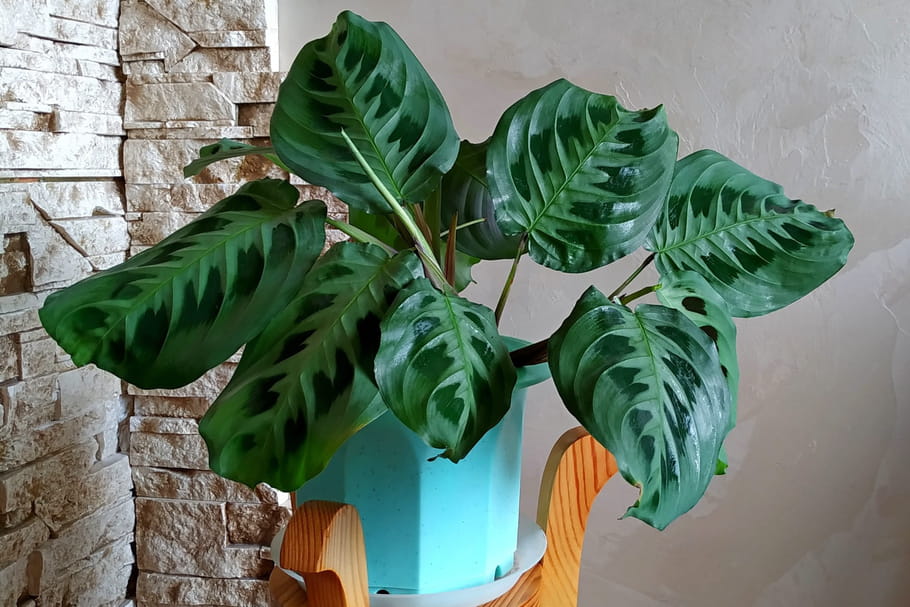 Calathea