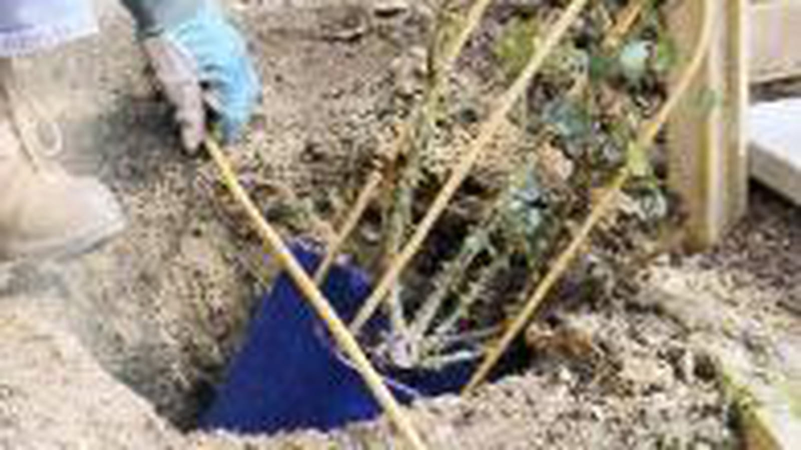 Planter des rosiers