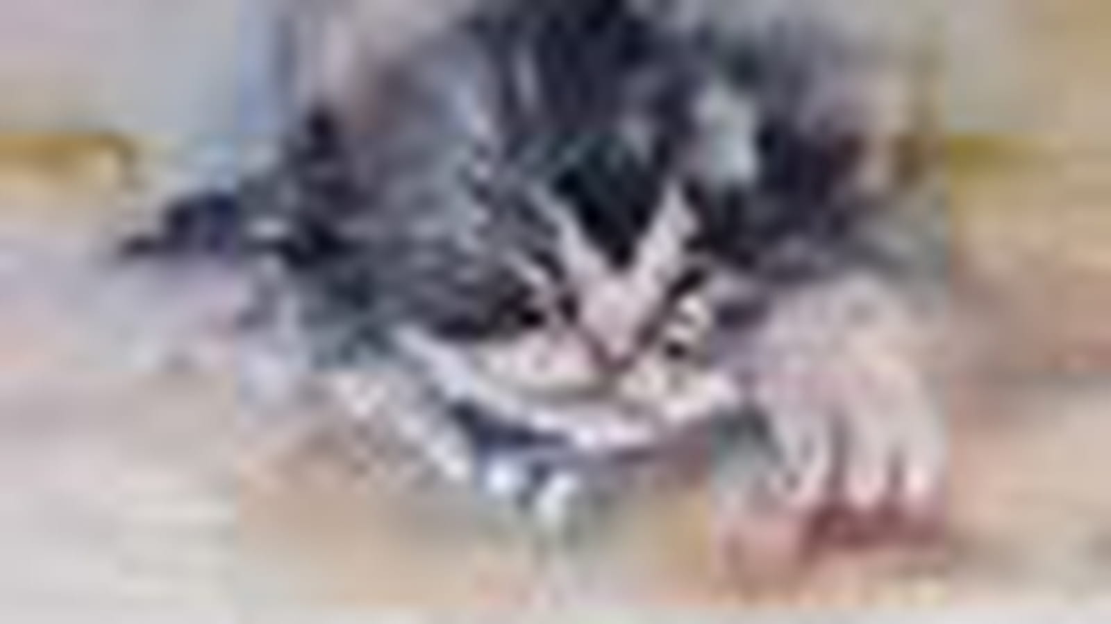 Chaton