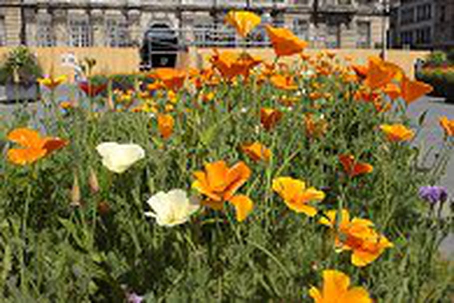 Une prairie fleurie en plein centre de Troyes