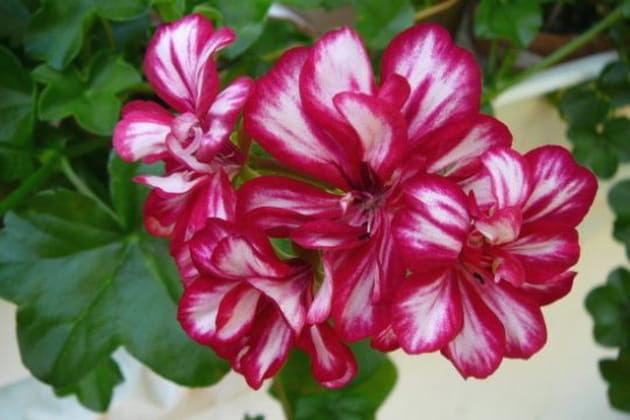 Top tendance ces géraniums