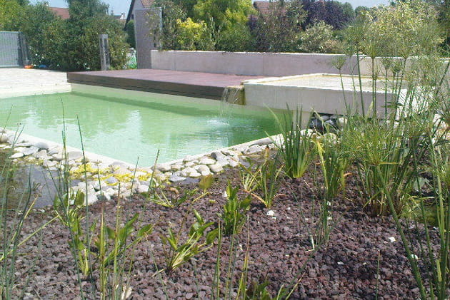 Végétaux à feuillage persistant