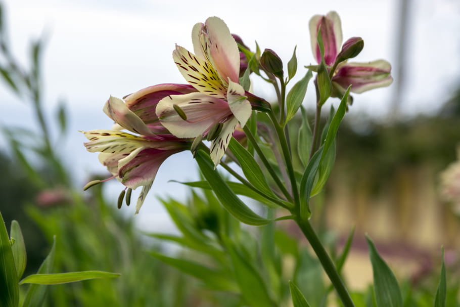 Alstroemeria