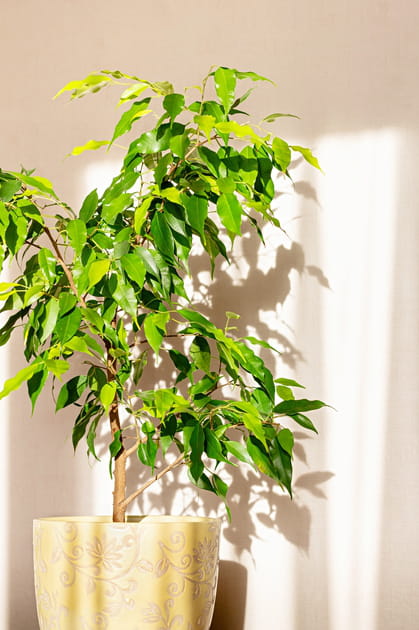 Un figuier pleureur ficus benjamina