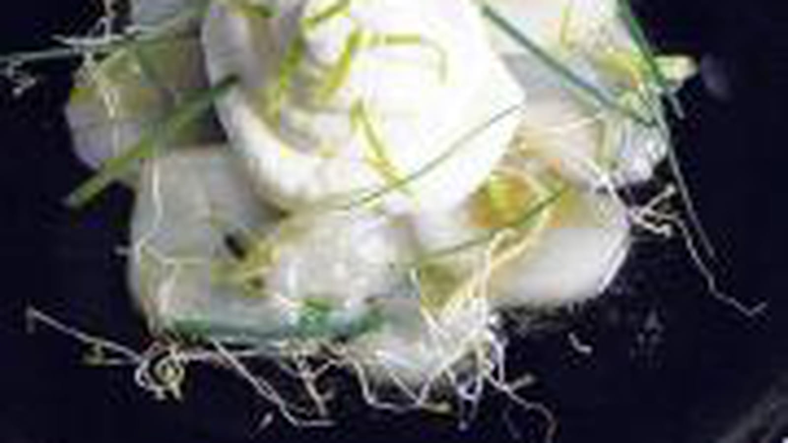 Carpaccio de St-Jacques