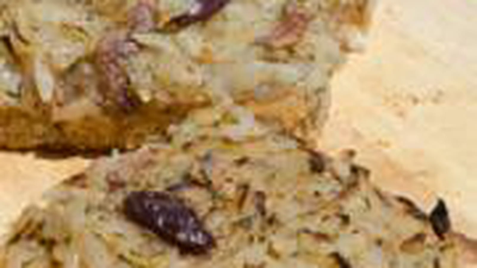 Pissaladière au levain
