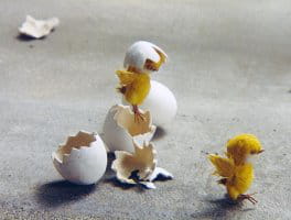 vilain petit canard photo