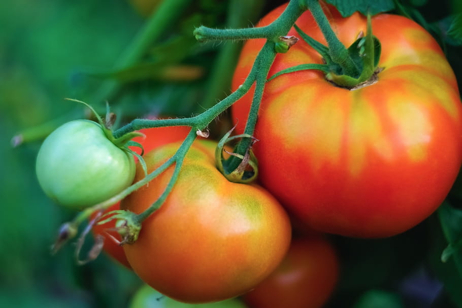 Virus de la tomate : qu'est-ce que c'est, que faire en cas de suspicion ?