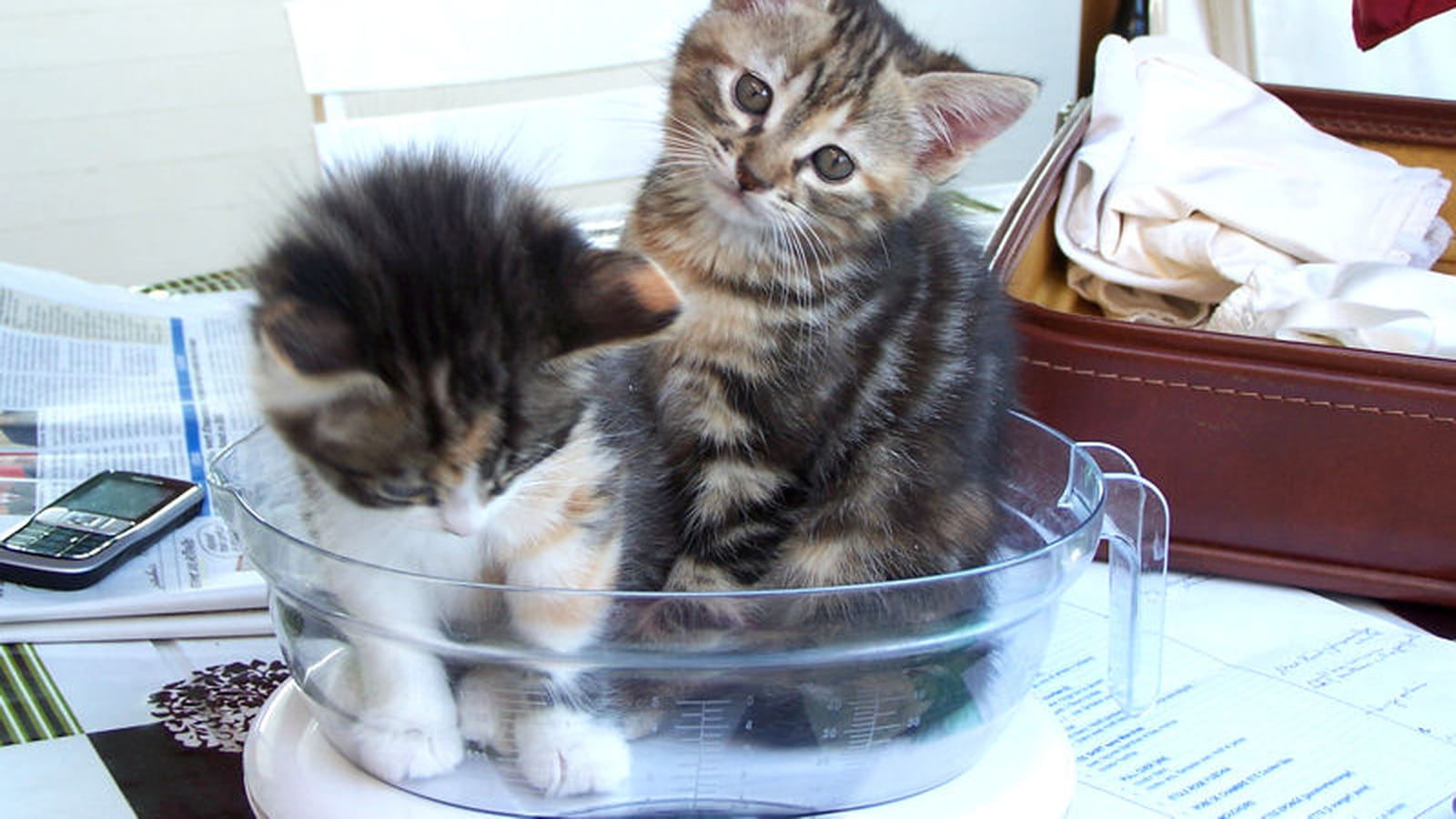 Maya et Lilas à la pesée