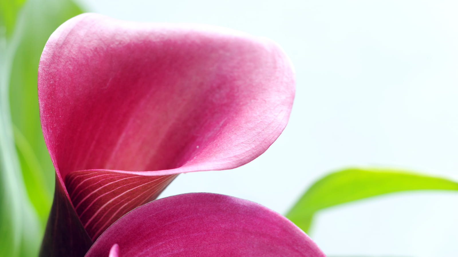 Zantedeschia rehmannii rose