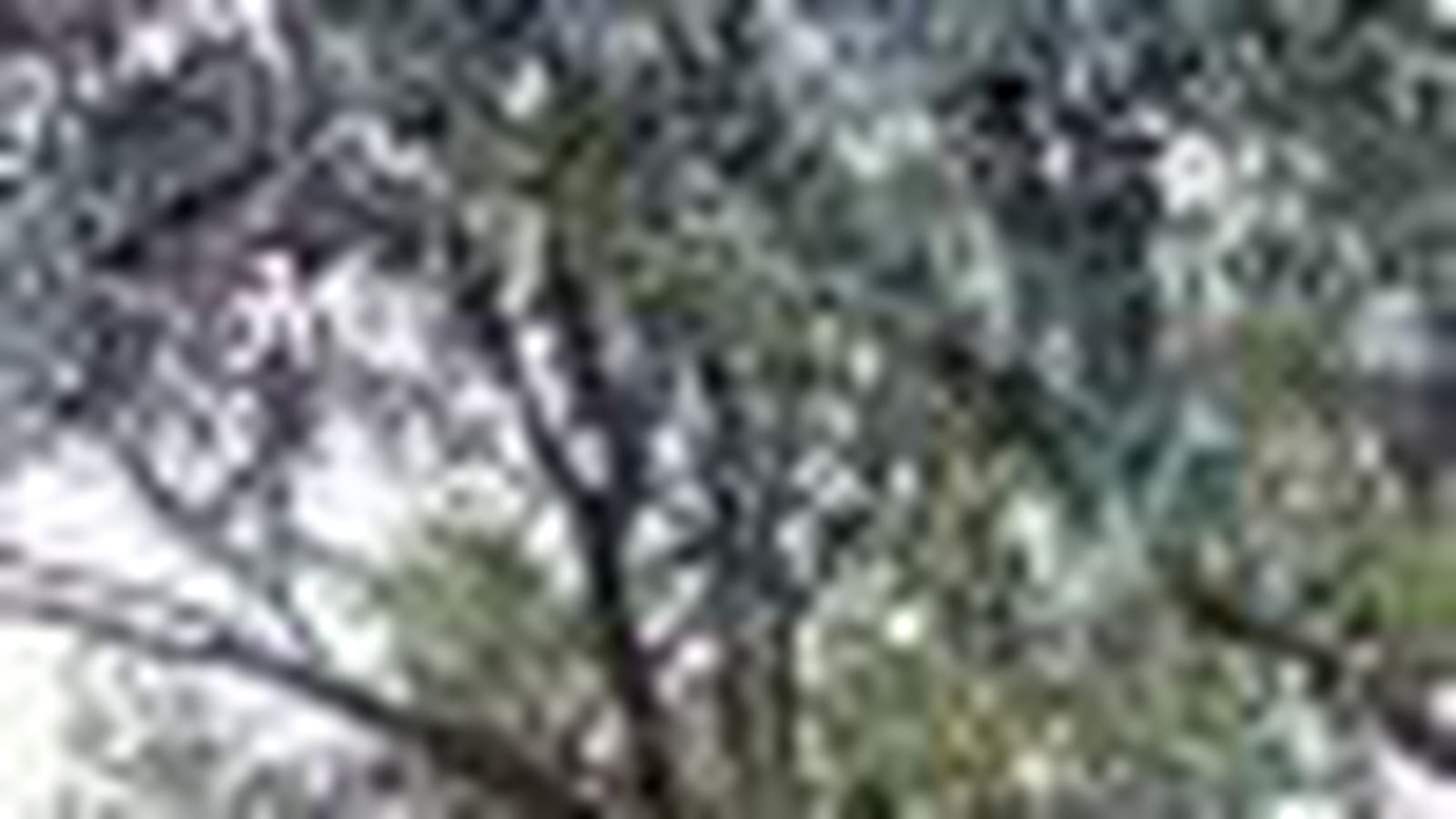 L'arbre