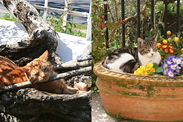 Quelques potées de chat