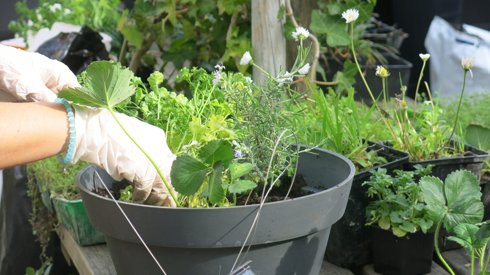 Plantes