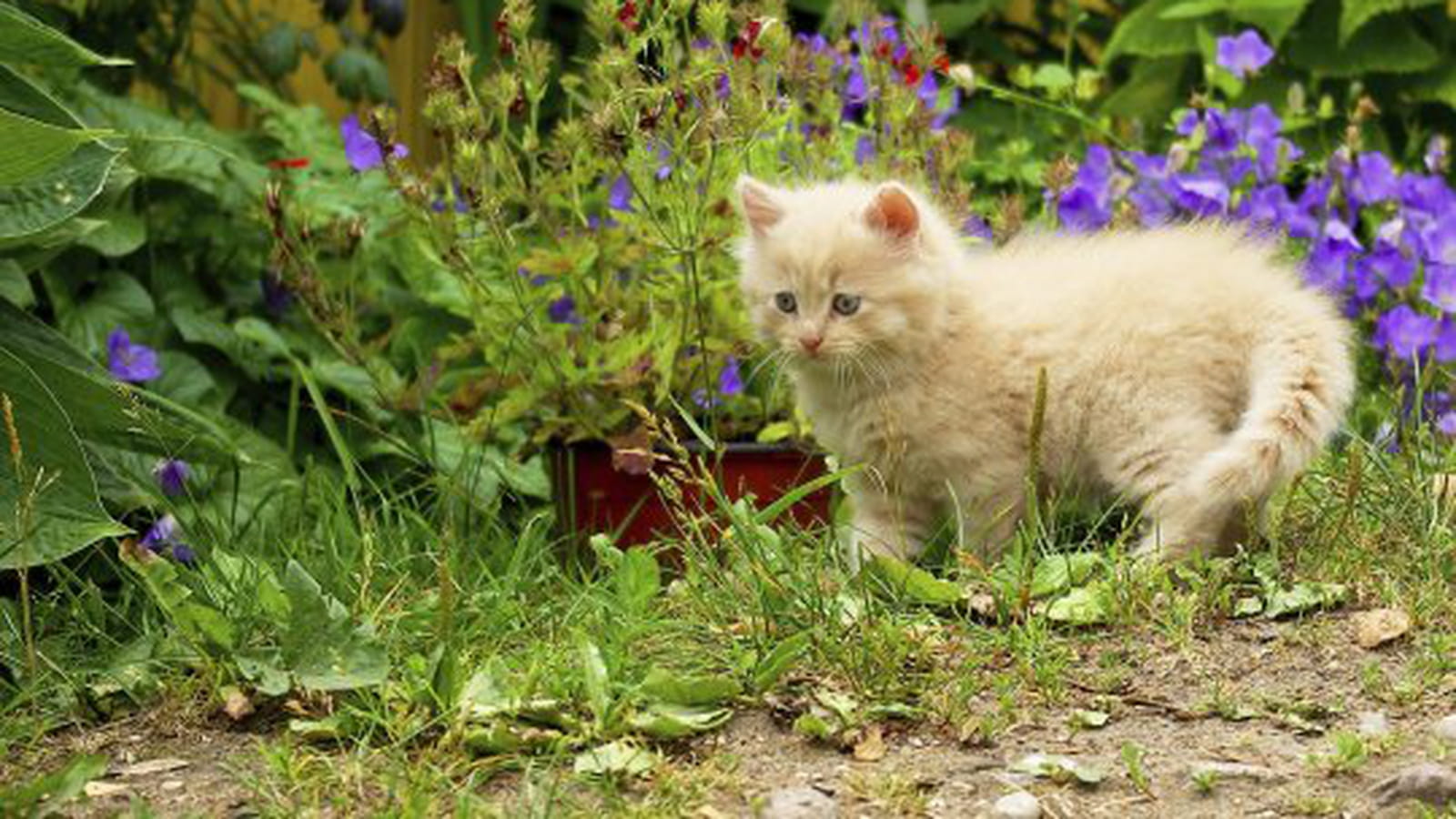 Minette