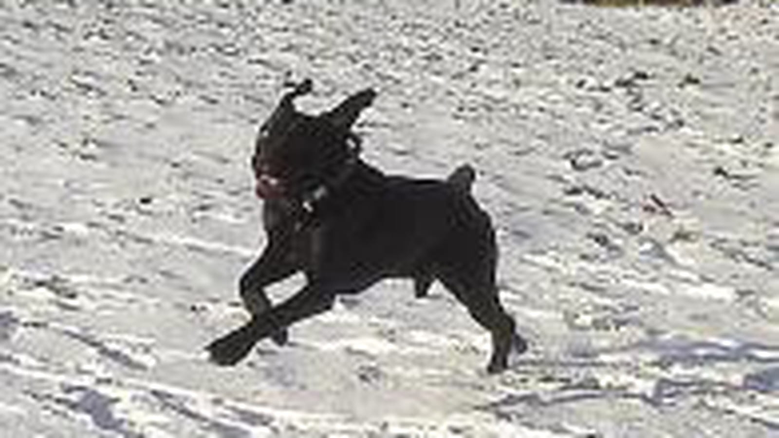 Jeux dans la neige