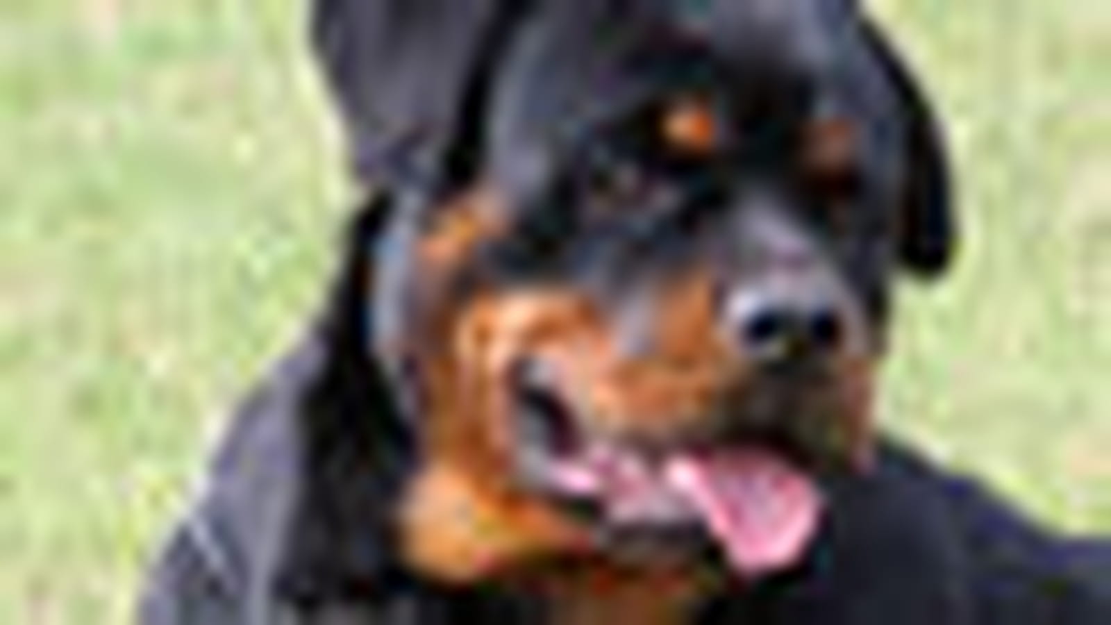 Rottweiler