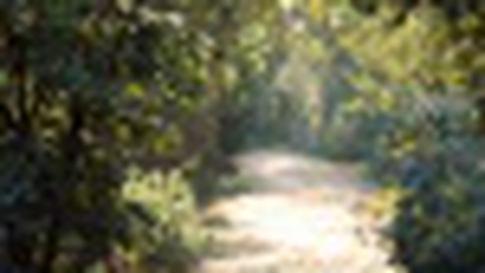 Sous-bois