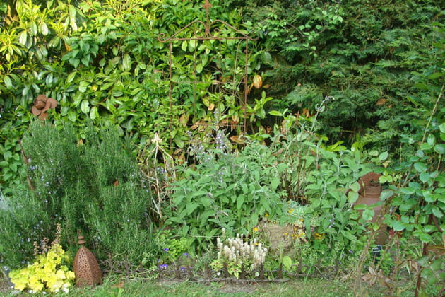 Quelques plantes aromatiques