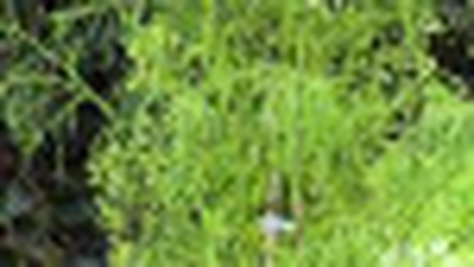 Watsoniana
