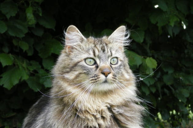 Pirouette Cacahu&egrave;te